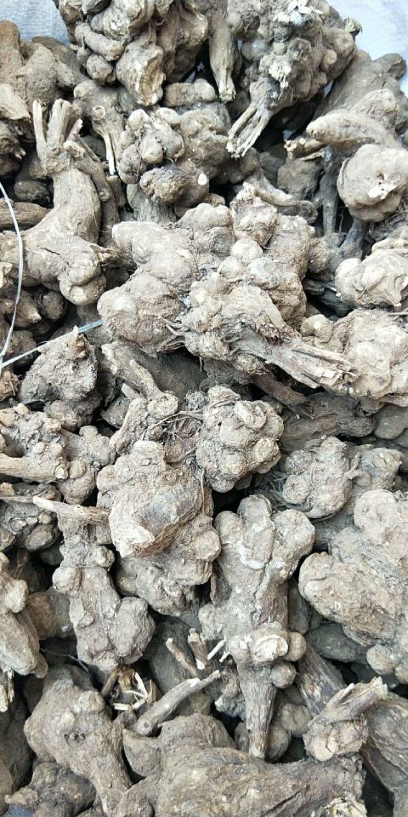 中药材种植专用合作社