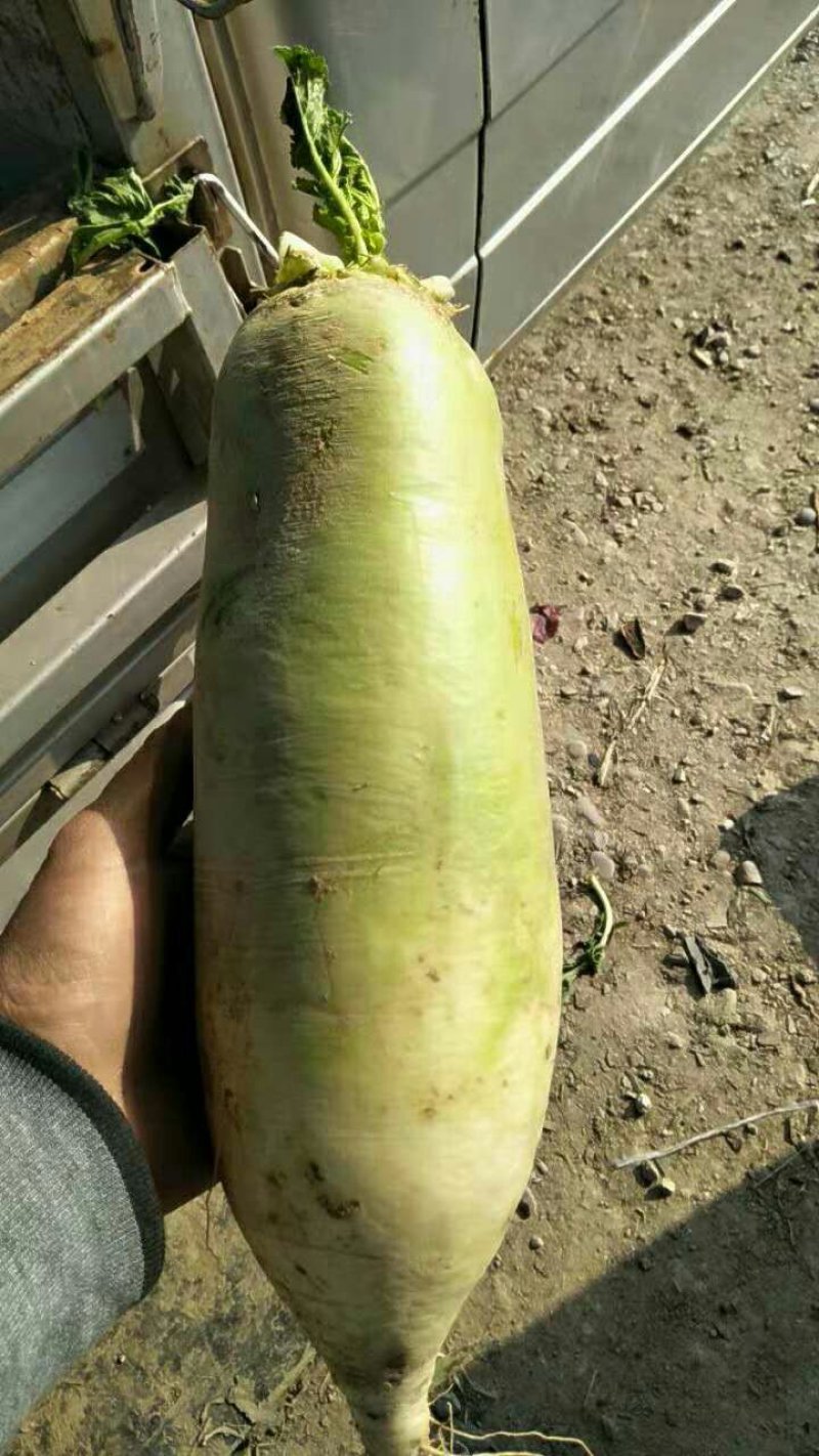 萝卜