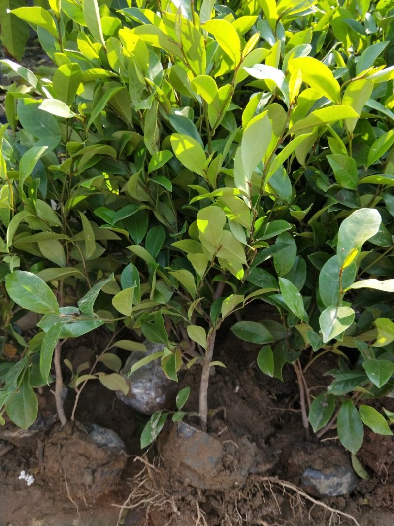 含笑盆栽苗