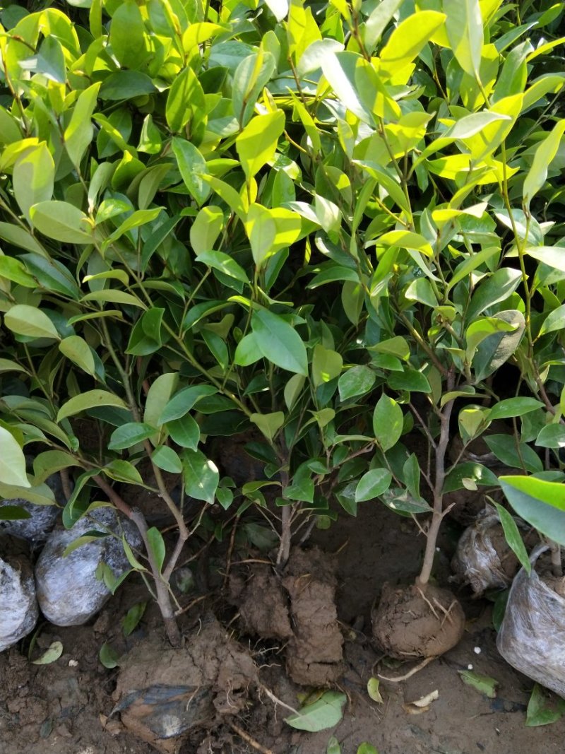含笑盆栽苗