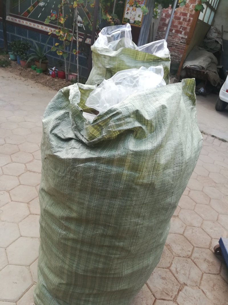 批发出售灵芝
