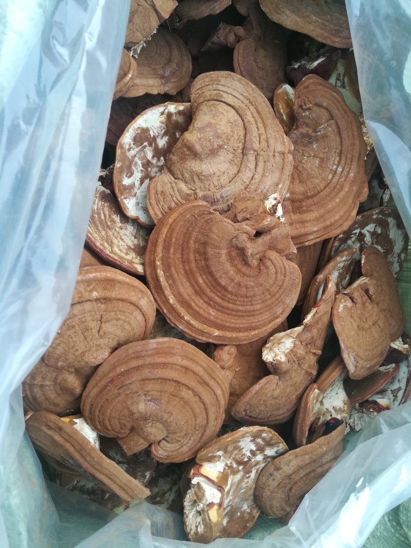 批发出售灵芝