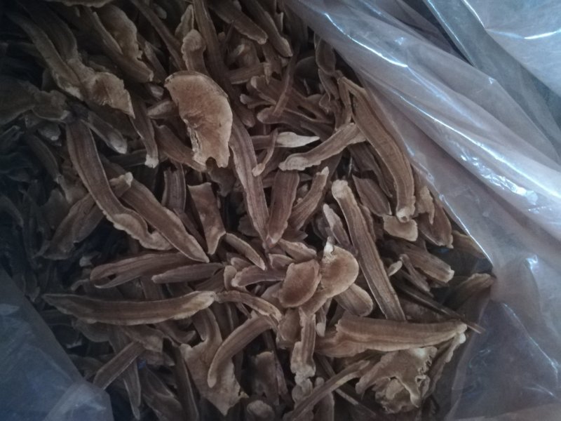 批发出售灵芝