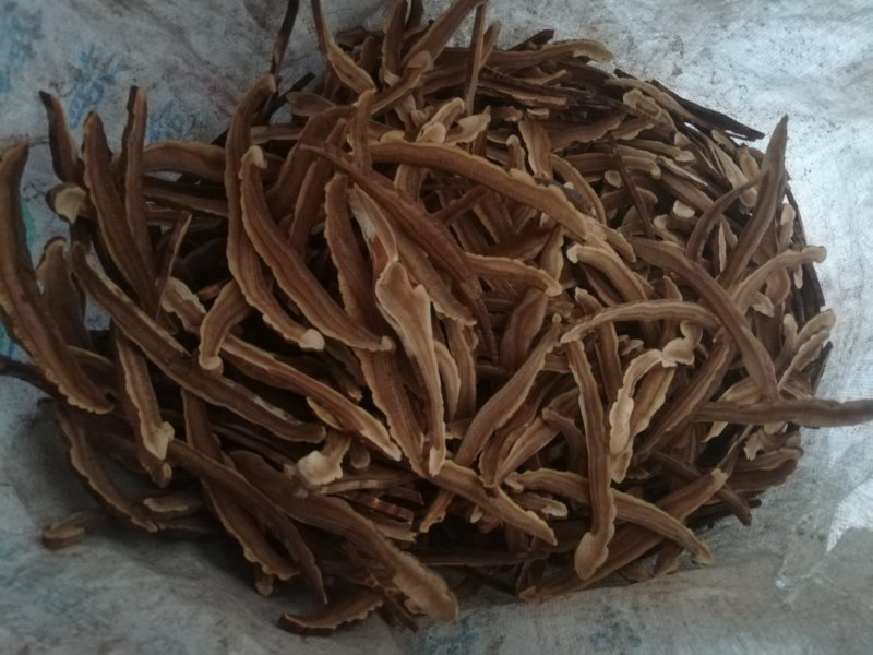 批发出售灵芝