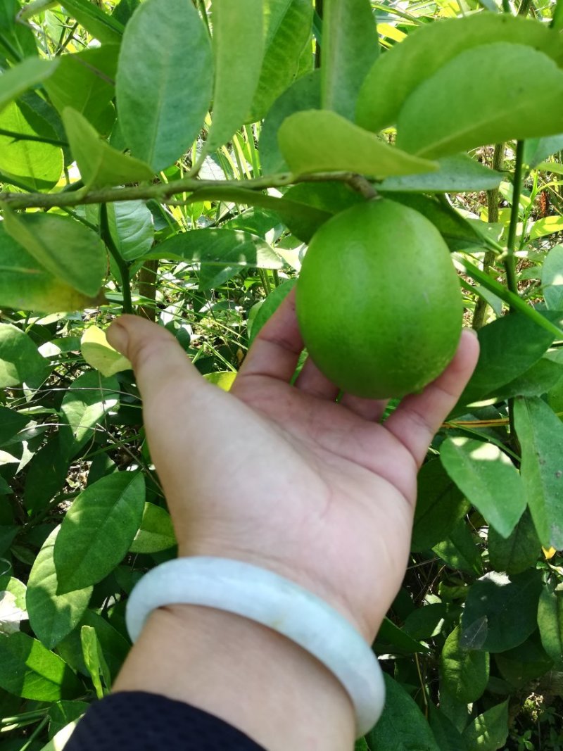 优质四季广东香水柠檬，台湾香水无籽青柠檬，基地直发放心苗