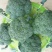 优秀西兰花优秀西兰花