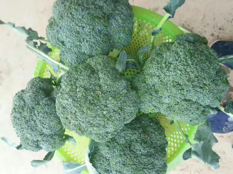 优秀西兰花优秀西兰花