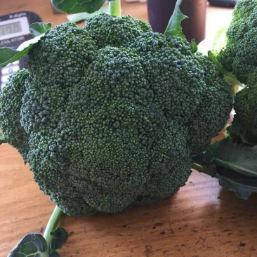 优秀西兰花优秀西兰花