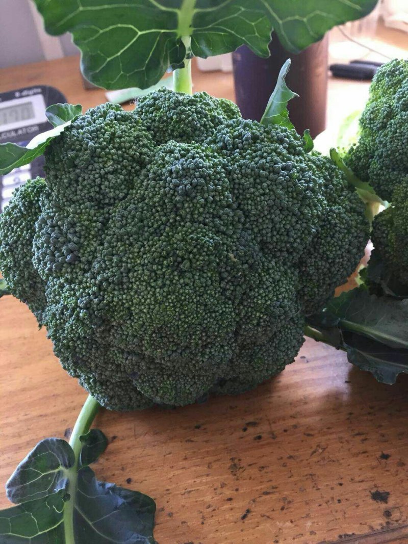 优秀西兰花优秀西兰花