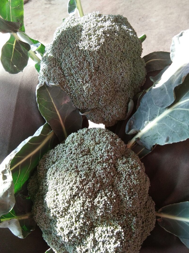 优秀西兰花优秀西兰花