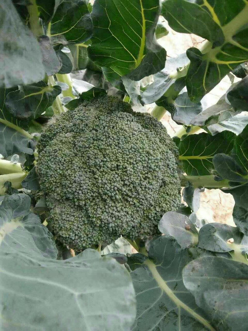 优秀西兰花优秀西兰花