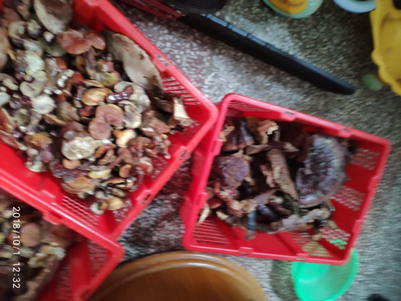 云南野生灵芝天然无硫加工