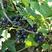 黑加仑苗树葡萄2年苗多个分枝口感甜产量高保证成活率