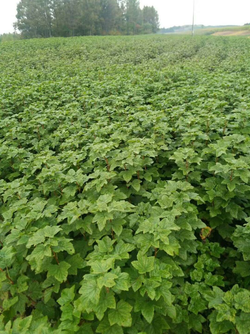黑加仑苗树葡萄2年苗多个分枝口感甜产量高保证成活率