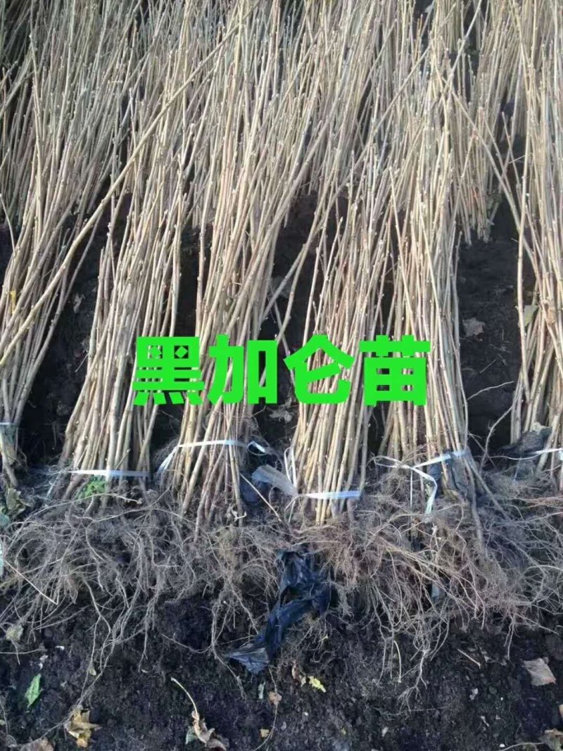 黑加仑苗树葡萄2年苗多个分枝口感甜产量高保证成活率