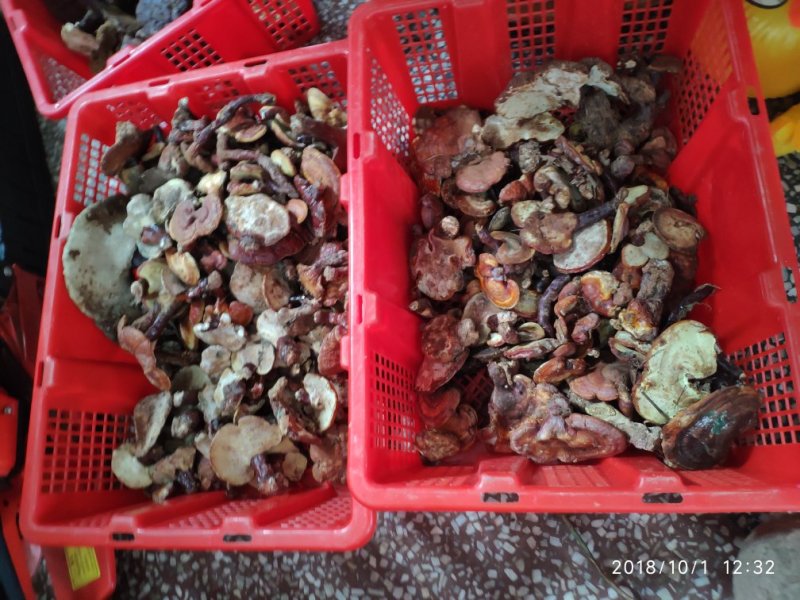 云南野生灵芝现货供应批发零售