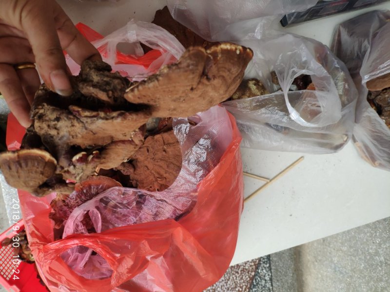 云南野生灵芝现货供应批发零售