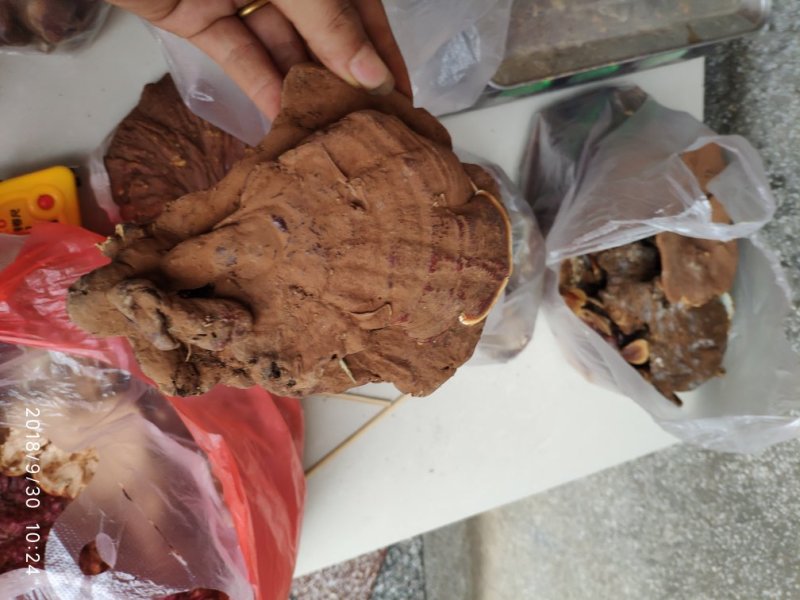 云南野生灵芝现货供应批发零售