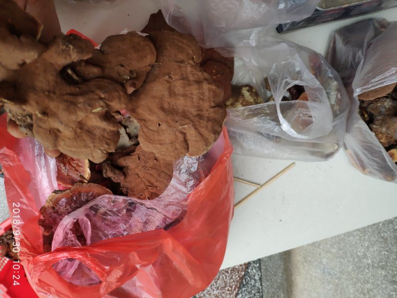 云南野生灵芝现货供应批发零售