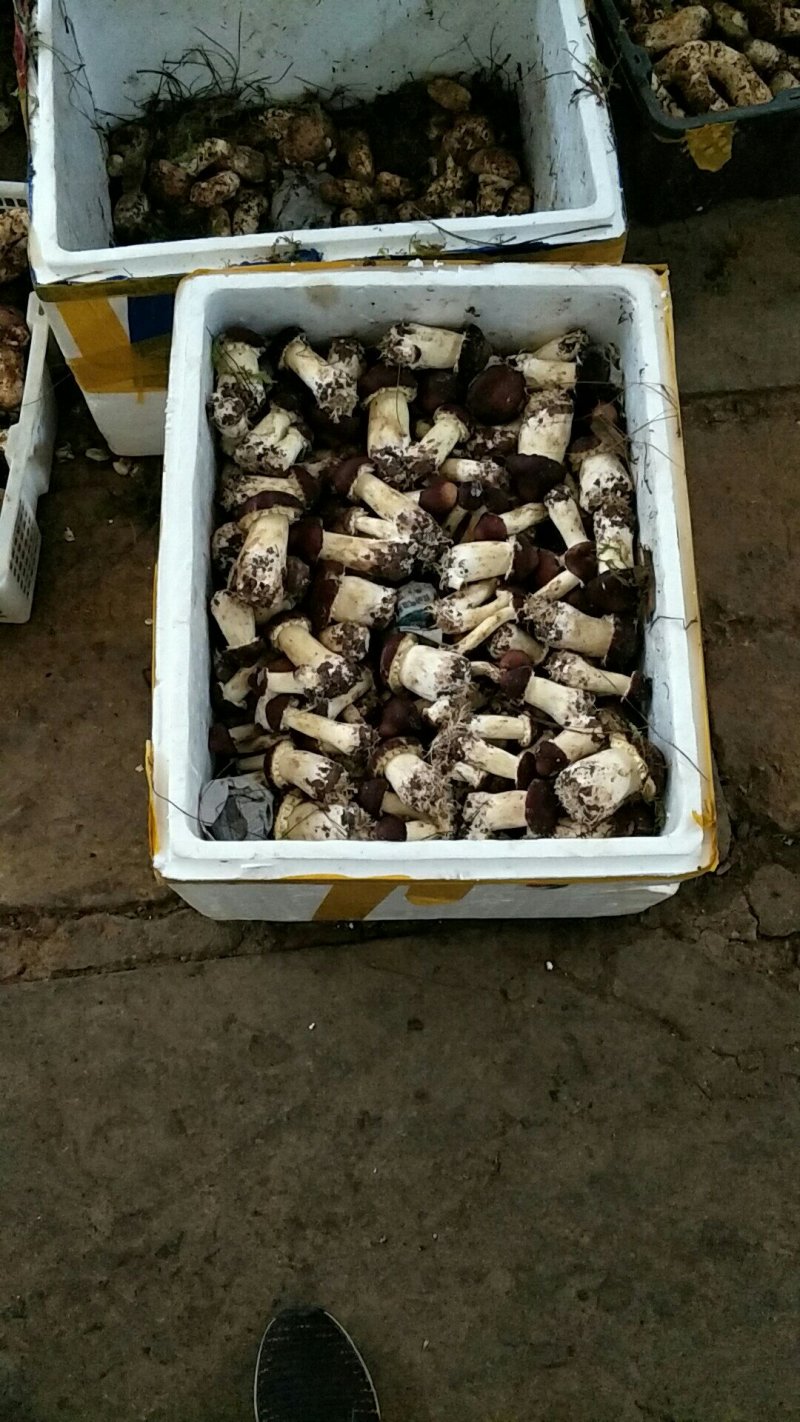 新鲜仿野生种植姬松茸代客一件代发量大从优