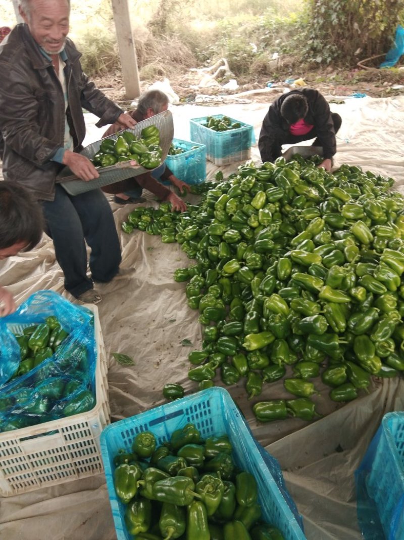 黄皮椒.黄瓜.罗丝椒.圆椒.西胡芦.太空椒.线椒.扁云豆