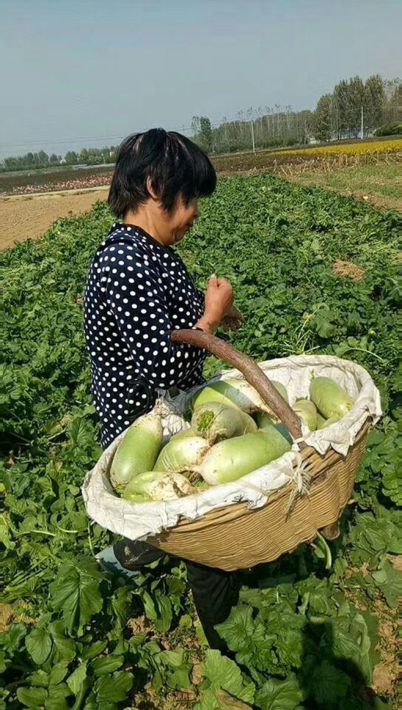 【精选】青皮萝卜，红皮萝卜.产地直供，专业代办代发全国，