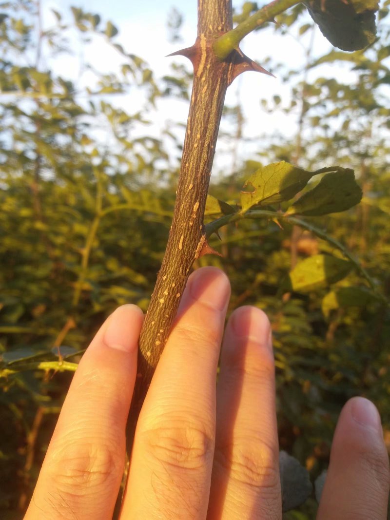 大红袍花椒苗【带全根系】沙土地育苗成活率高