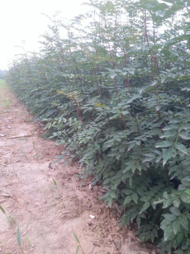 大红袍花椒苗【带全根系】沙土地育苗成活率高