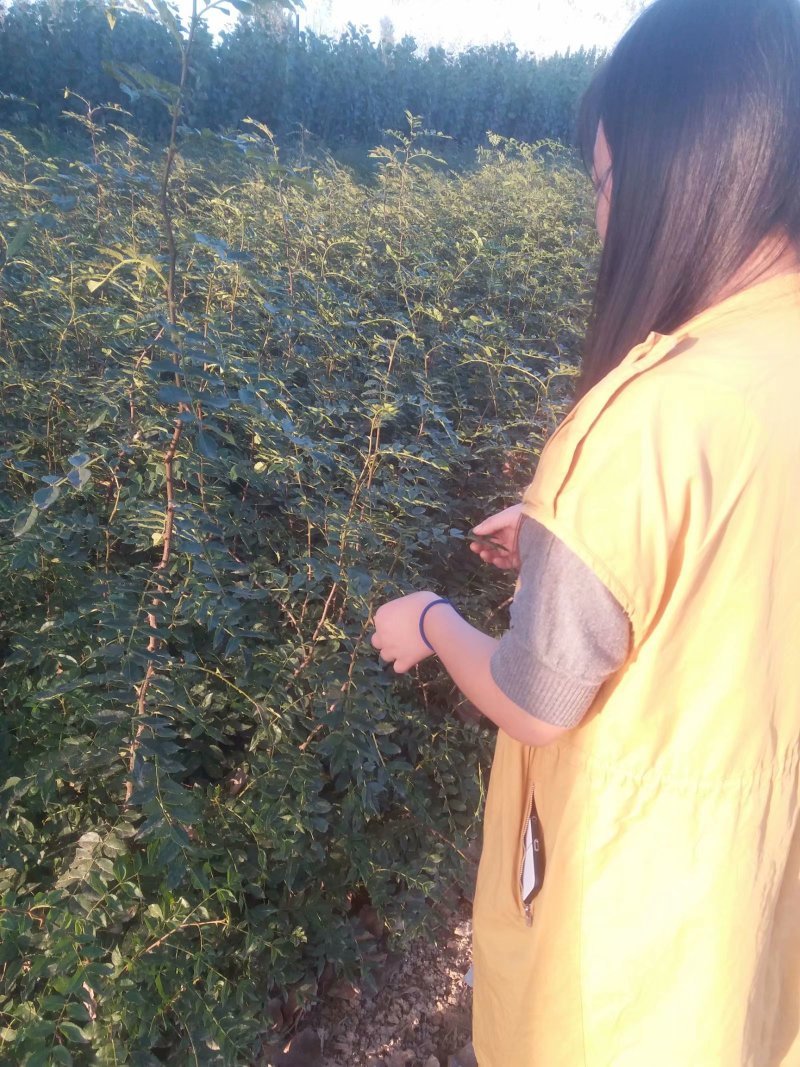 大红袍花椒苗【带全根系】沙土地育苗成活率高