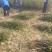 大红袍花椒苗【带全根系】沙土地育苗成活率高