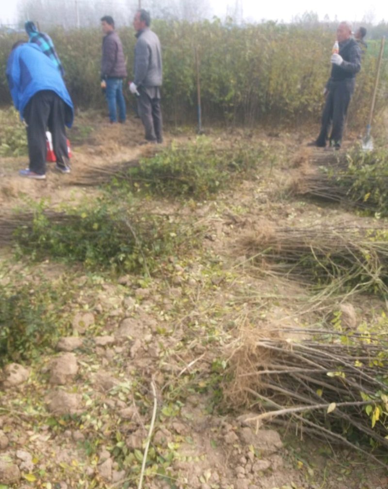 大红袍花椒苗【带全根系】沙土地育苗成活率高