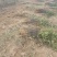 大红袍花椒苗【带全根系】沙土地育苗成活率高