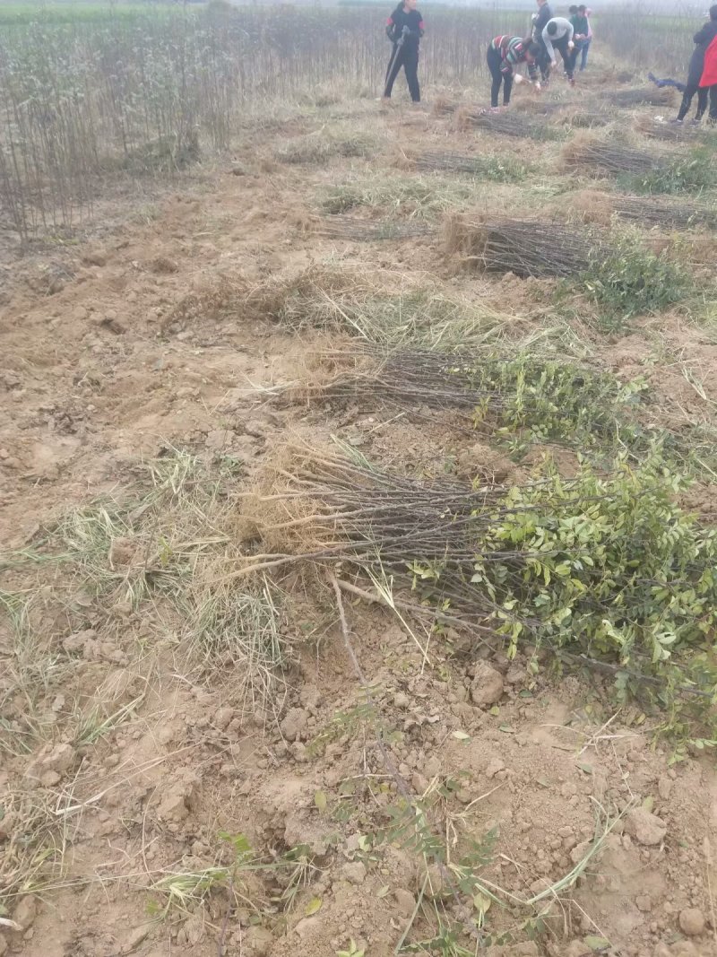 大红袍花椒苗【带全根系】沙土地育苗成活率高