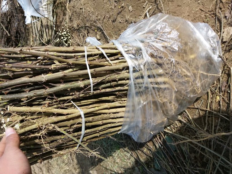 大红袍花椒苗【带全根系】沙土地育苗成活率高