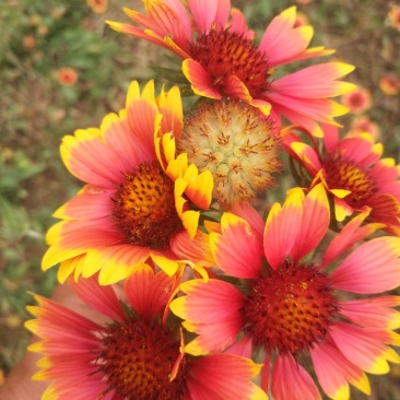 天人菊