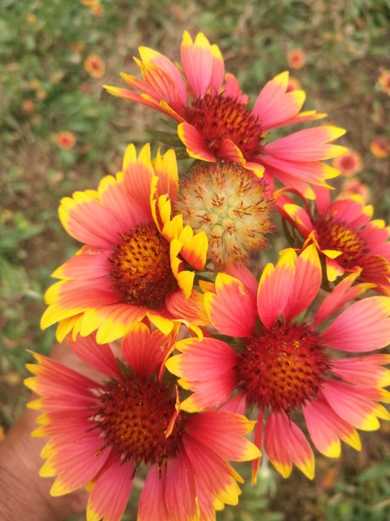 天人菊