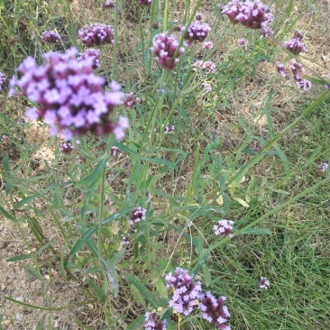 马鞭草