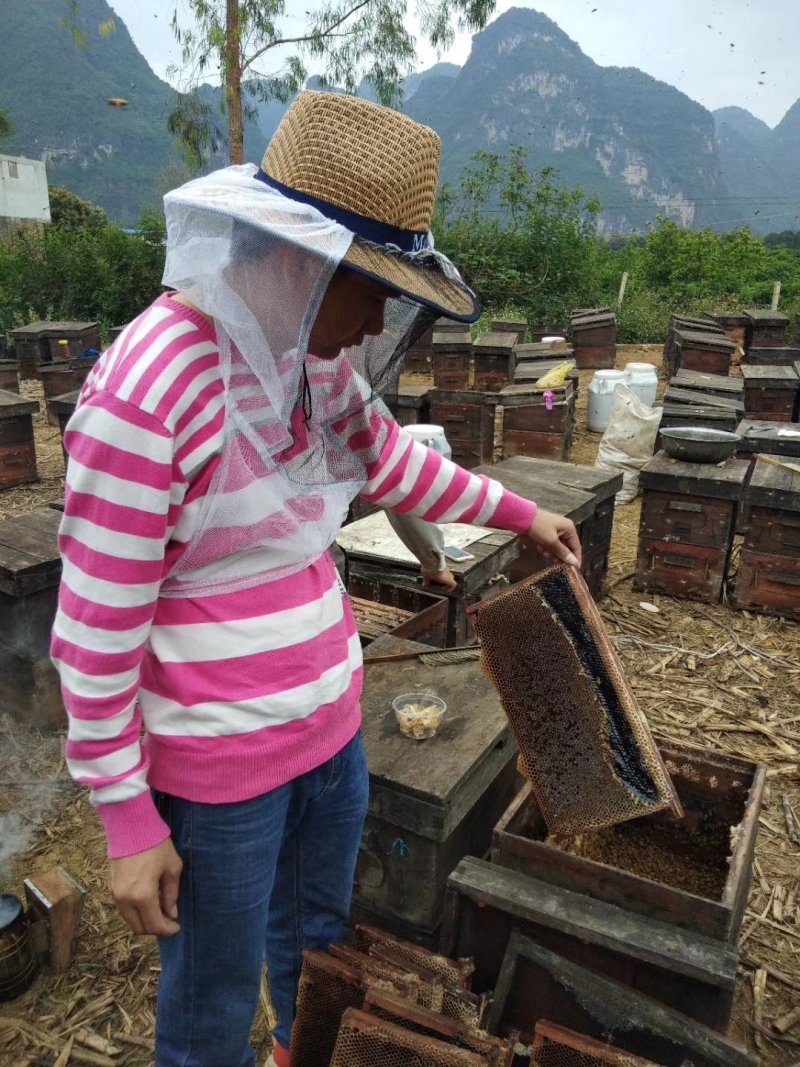 广西散养龙眼蜜，1斤48块，包邮批发一件代发