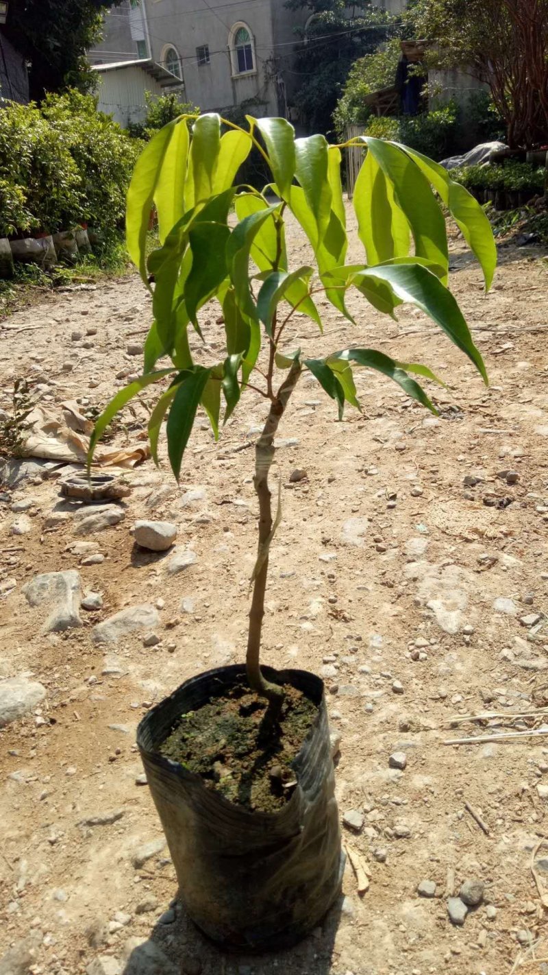 荔枝嫁接美植袋苗（蜜丁香妃子笑无核荔枝）量多价优