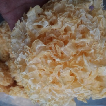 银耳产地直销银耳，量大优惠，银耳，食用菌，干货。