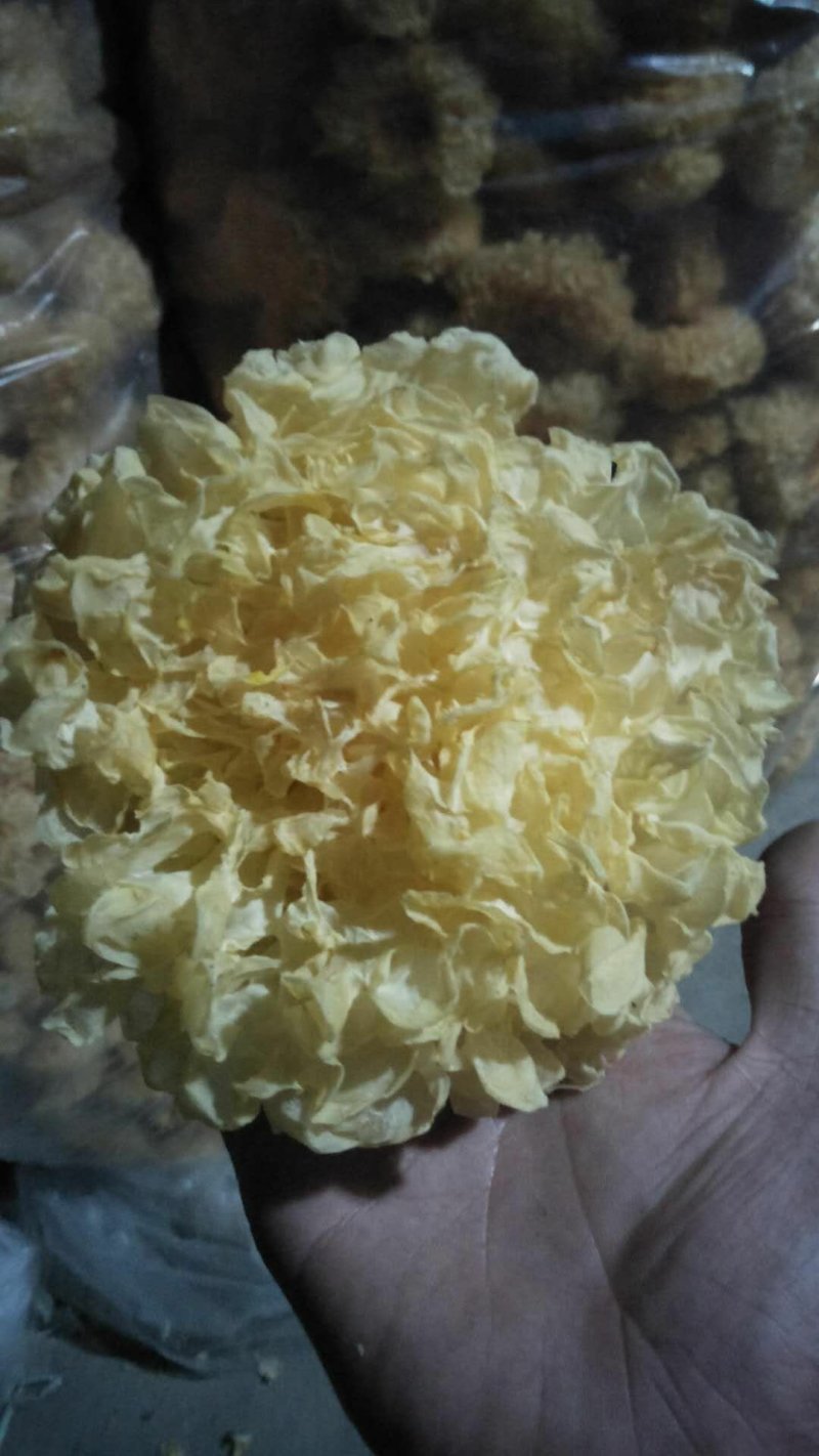银耳产地直销银耳，量大优惠，银耳，食用菌，干货。
