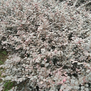 红花继母