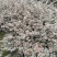 红花继母