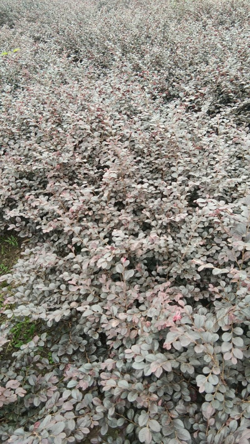 红花继母