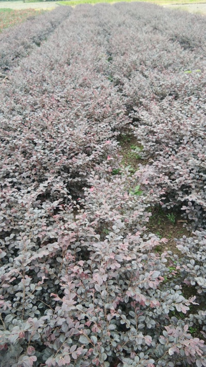 红花继母