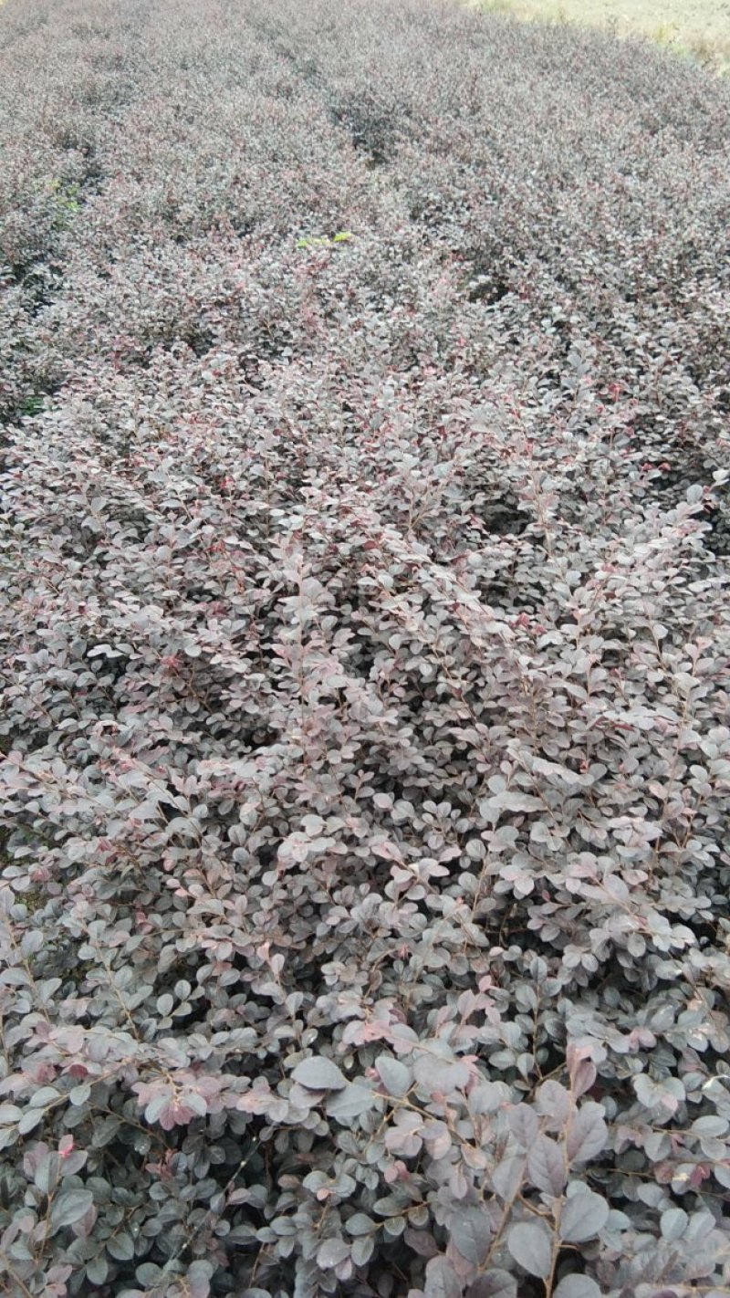 红花继母