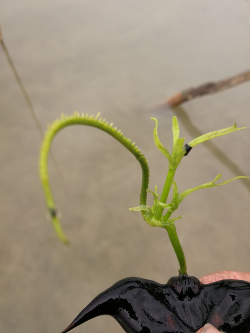 大量供应菱角种种苗新鲜菱角嫩菱角老菱角菱