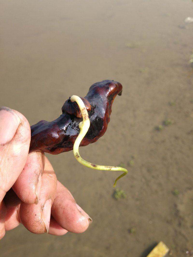 大量供应菱角种种苗新鲜菱角嫩菱角老菱角菱