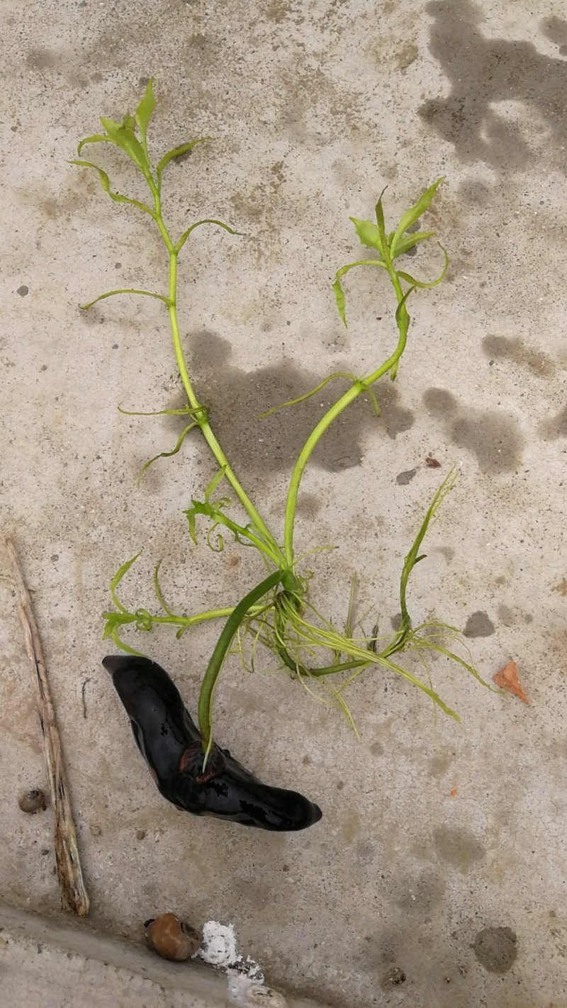 大量供应菱角种种苗新鲜菱角嫩菱角老菱角菱