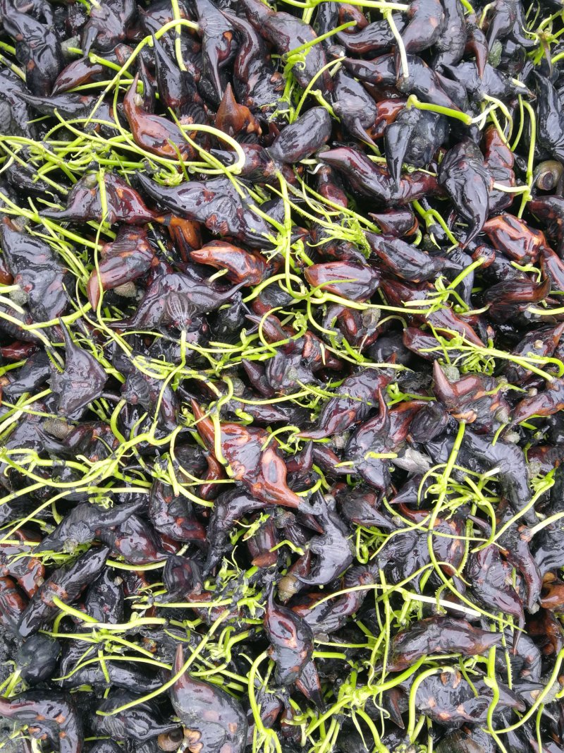 大量供应菱角种种苗新鲜菱角嫩菱角老菱角菱